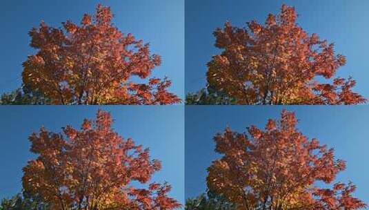 蓝天映衬下的秋日红枫树高清在线视频素材下载