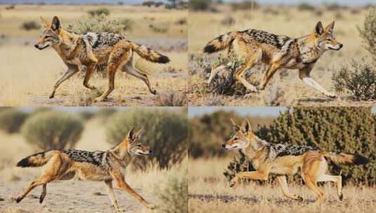 草原上奔跑的野生动物胡狼高清在线视频素材下载