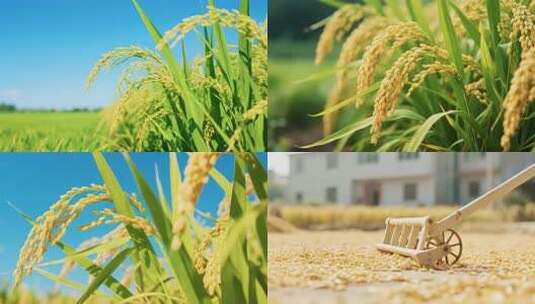 金黄稻田丰收景象高清在线视频素材下载