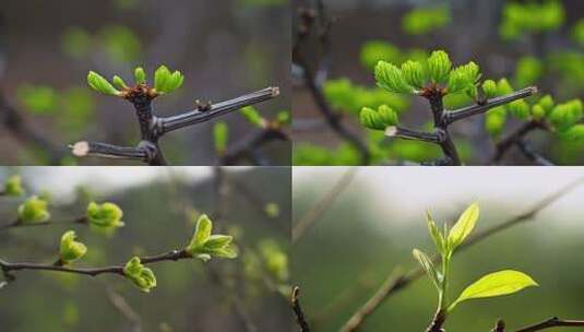 初春树木嫩芽生长高清在线视频素材下载