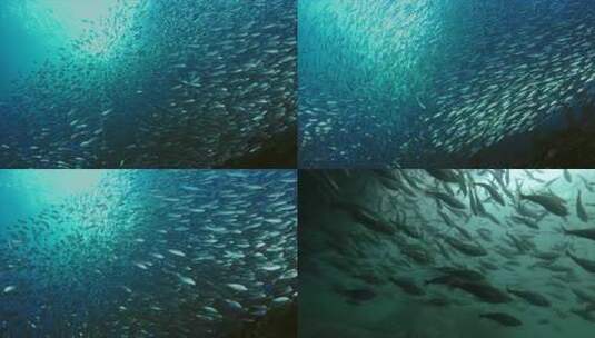 大海海底深海鱼群鱼儿高清在线视频素材下载