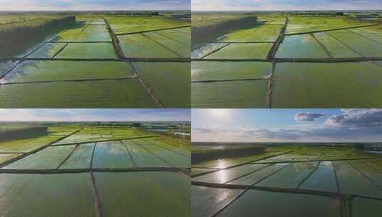 东北稻田地航拍/水稻高清在线视频素材下载