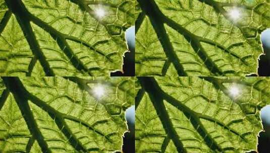 绿叶纹理清新自然生态微距视频高清在线视频素材下载