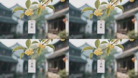 立秋时节枝头金桂花高清在线视频素材下载