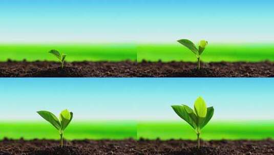 希望的种子茁壮成长高清在线视频素材下载