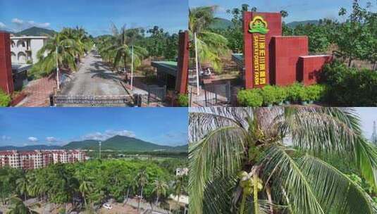 海南三亚林场高清在线视频素材下载