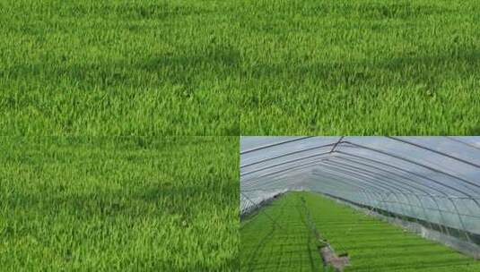 水稻育苗浇水 喷淋浇水007高清在线视频素材下载