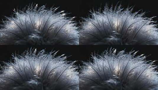 梦幻发光白色芦苇羽毛唯美治愈特写视频高清在线视频素材下载