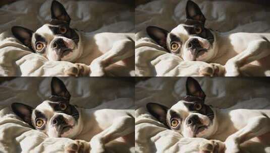 阳光洒落床榻小狗慵懒惬意醒来高清在线视频素材下载