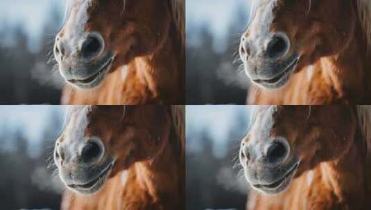 特写骏马鼻子与面部细节高清在线视频素材下载