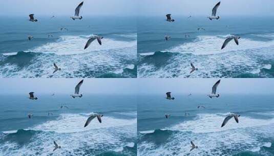 海面上飞翔的海鸥素材高清在线视频素材下载