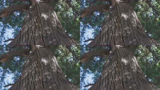 仰视拍摄粗壮大树树干 古树侧柏高清在线视频素材下载