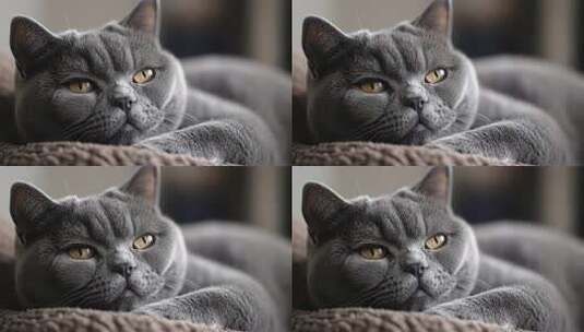 慵懒英短猫咪的惬意午后时光高清在线视频素材下载