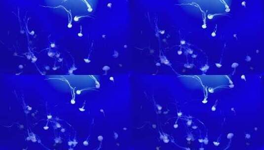 水族馆中游动的水母素材安静舒缓高清在线视频素材下载