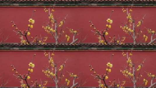 红墙前绽放的黄色梅花高清在线视频素材下载