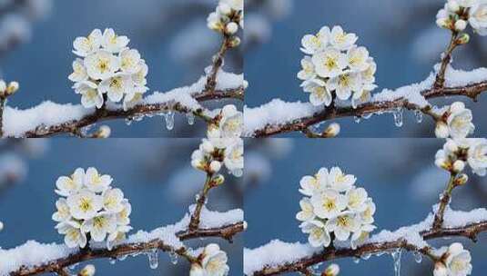 覆雪绽放的白色花朵特写高清在线视频素材下载