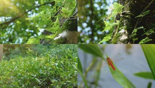 空镜自然生态花鸟昆虫集锦荷塘蜻蜓白鹭鸭子高清在线视频素材下载