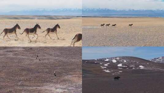 西藏野驴野生动物牦牛高清在线视频素材下载