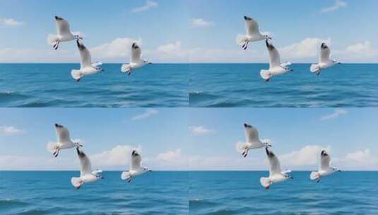 海面上海鸥飞翔高清在线视频素材下载