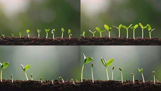 破土而出的小苗生长高清在线视频素材下载