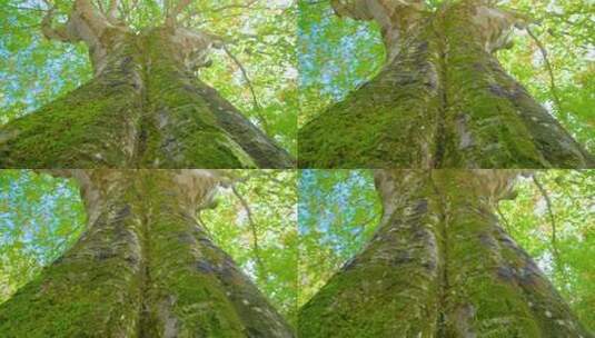 仰视森林参天古树高清在线视频素材下载
