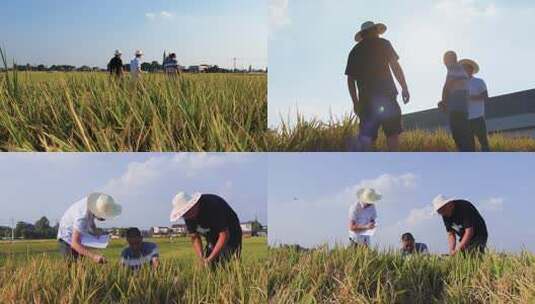 农业专家田间收集资料实验三人在稻田中行走高清在线视频素材下载