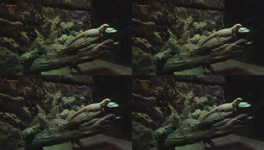 蜥蜴栖息在木头上的场景高清在线视频素材下载