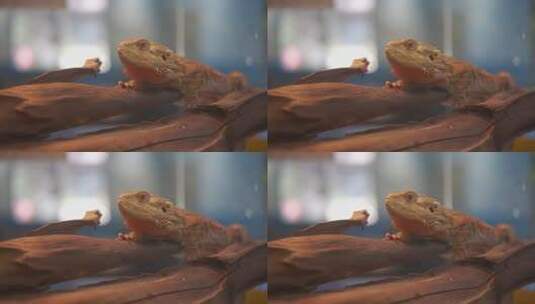 蜥蜴趴在木头上的特写素材高清在线视频素材下载