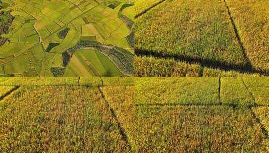 俯瞰成熟的金黄稻田高清在线视频素材下载