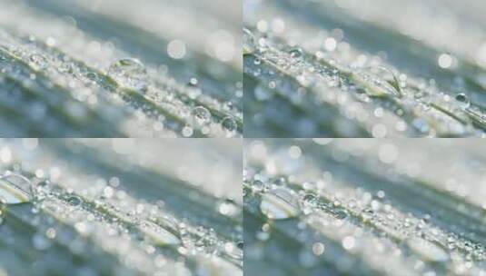 白露绿叶露珠清新自然微距视频高清在线视频素材下载