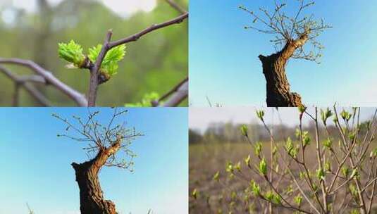 春日嫩芽生长高清在线视频素材下载
