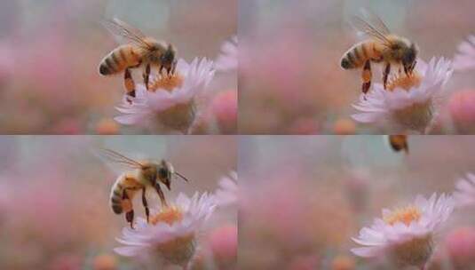 蜜蜂采蜜特写高清在线视频素材下载