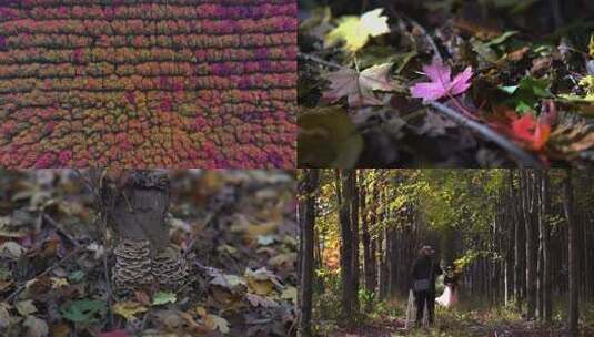 威海市环翠区羊亭镇红枫树林秋季景观高清在线视频素材下载