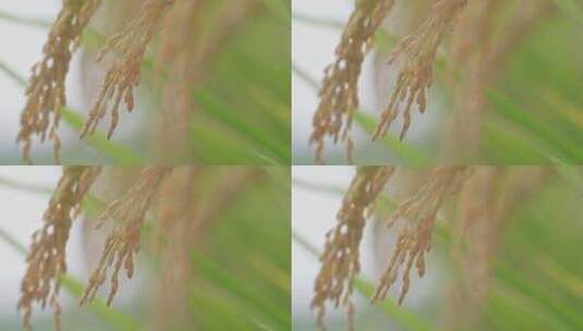 丰收秋天稻田水稻稻穗特写高清在线视频素材下载