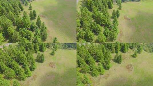 重庆武隆仙女山国家森林公园大草原航拍高清在线视频素材下载