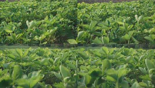 草莓植物园特写有机浆果灌木种植园农业高清在线视频素材下载