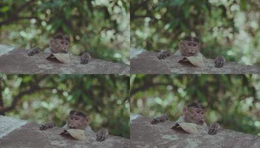 躲在石头后面的猴高清在线视频素材下载