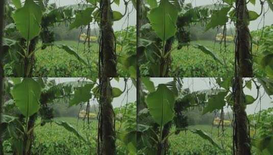 雨水拍打在绿色的树叶上高清在线视频素材下载