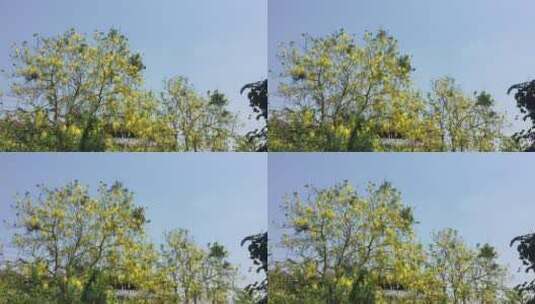 金色树的视频片段高清在线视频素材下载