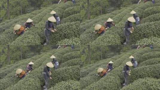 茶茶叶红茶艺采茶泡茶红茶山春茶道茶园农业高清在线视频素材下载