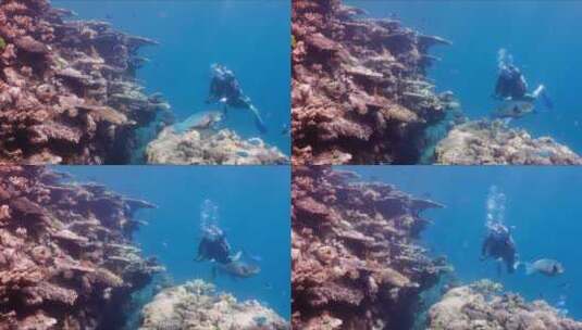 潜水员在热带海洋潜水高清在线视频素材下载