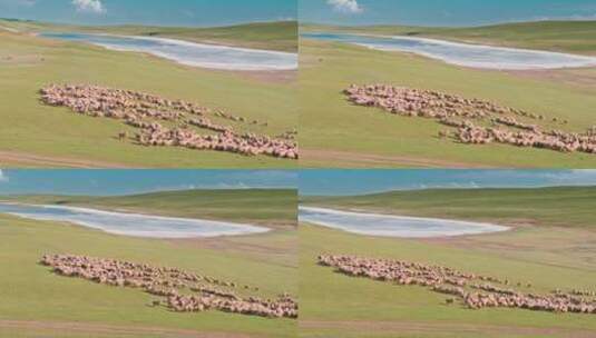 牛群在草原上奔跑高清在线视频素材下载