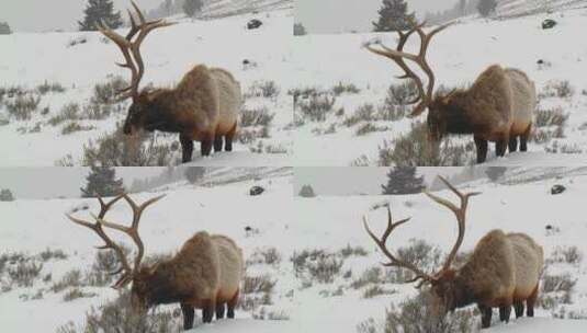 雄性麋鹿在雪地里觅食高清在线视频素材下载
