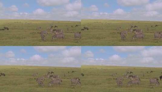 斑马和角马在非洲大草原上吃草高清在线视频素材下载