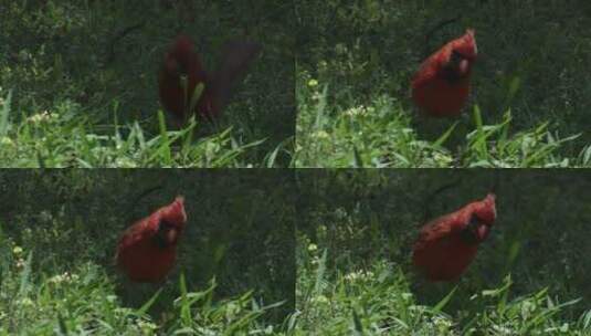 红衣主教鸟在地上跳跃高清在线视频素材下载