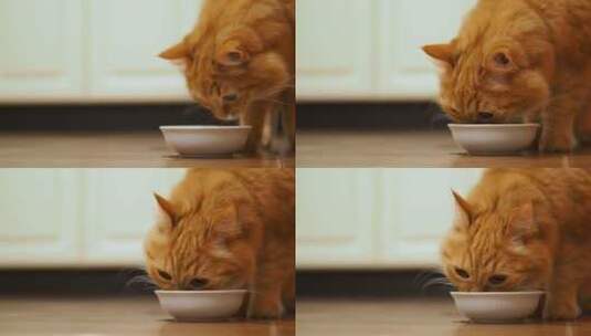 吃食物的小猫高清在线视频素材下载