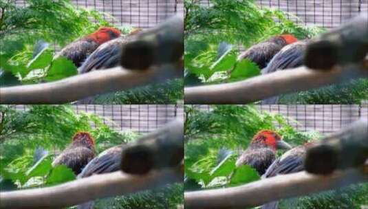 两只栖息在笼子里的鸟高清在线视频素材下载