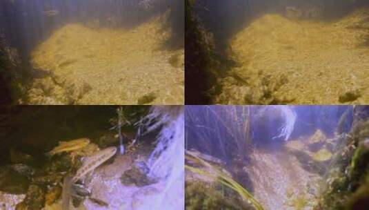 水下镜头的黄金鳟鱼高清在线视频素材下载