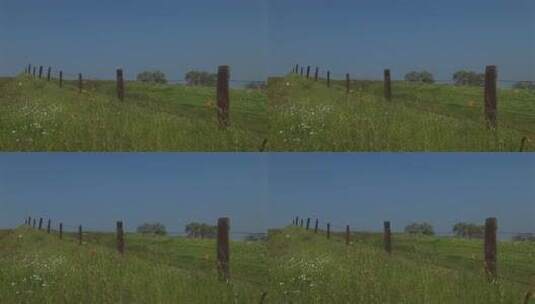 加州郁郁葱葱的牧场高清在线视频素材下载