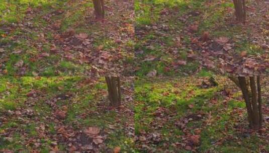 秋天公园里的松鼠高清在线视频素材下载